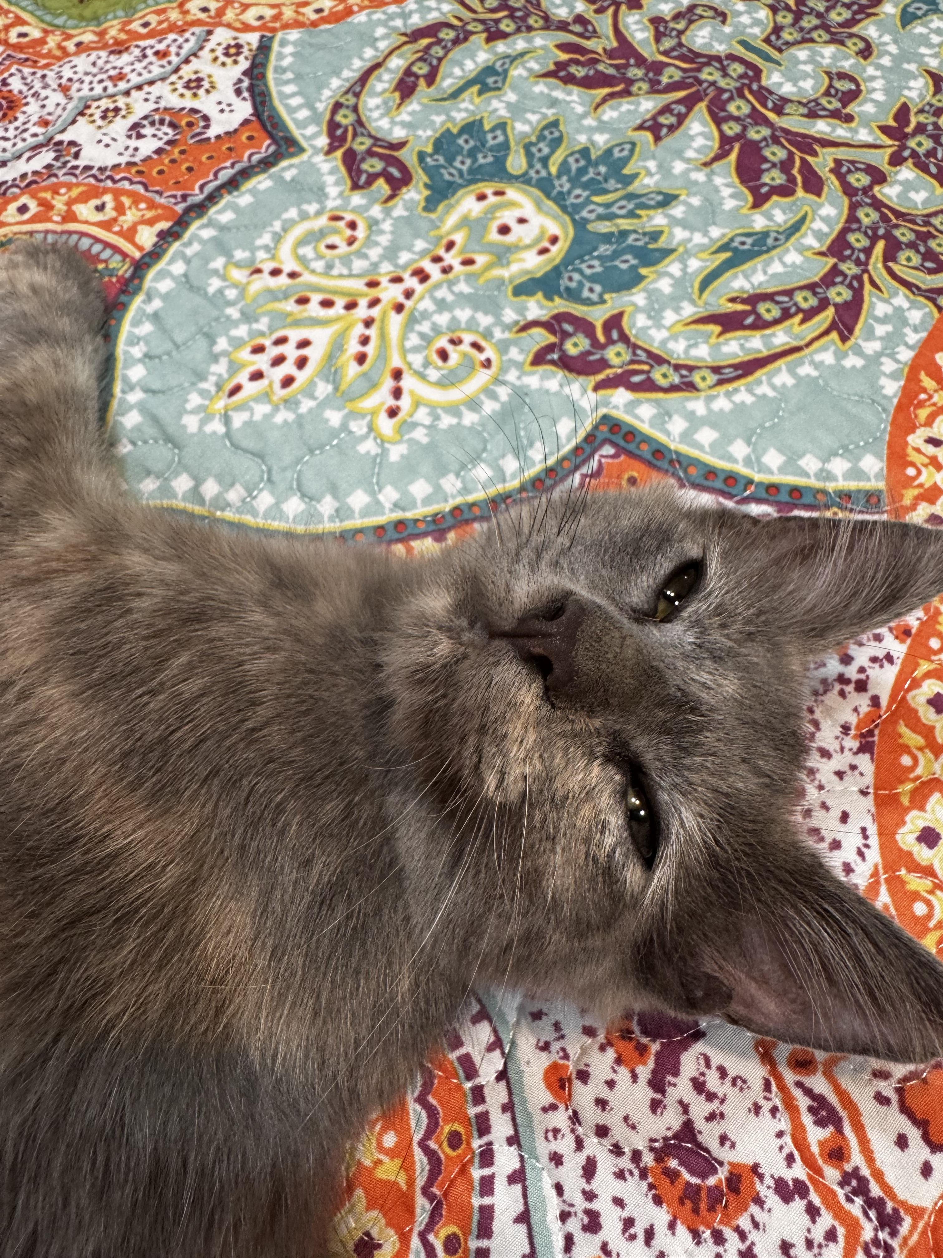 Misty, a ADOPTABLE Domestic Short Hair in san antonio, TX image 3/4