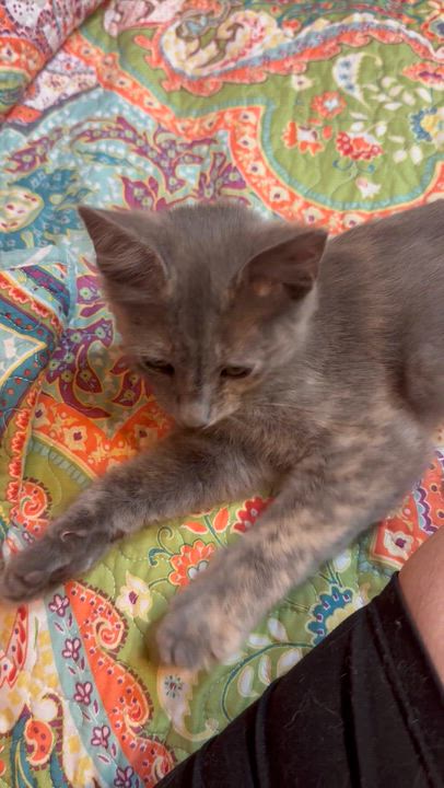 Enlarge Misty, a ADOPTABLE Domestic Short Hair in san antonio, TX video 4/4