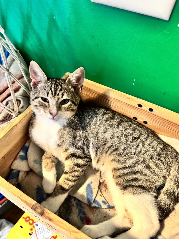 Ralph Macchio, a Adoptable Domestic Short Hair in Wilmington, NC image 1/3