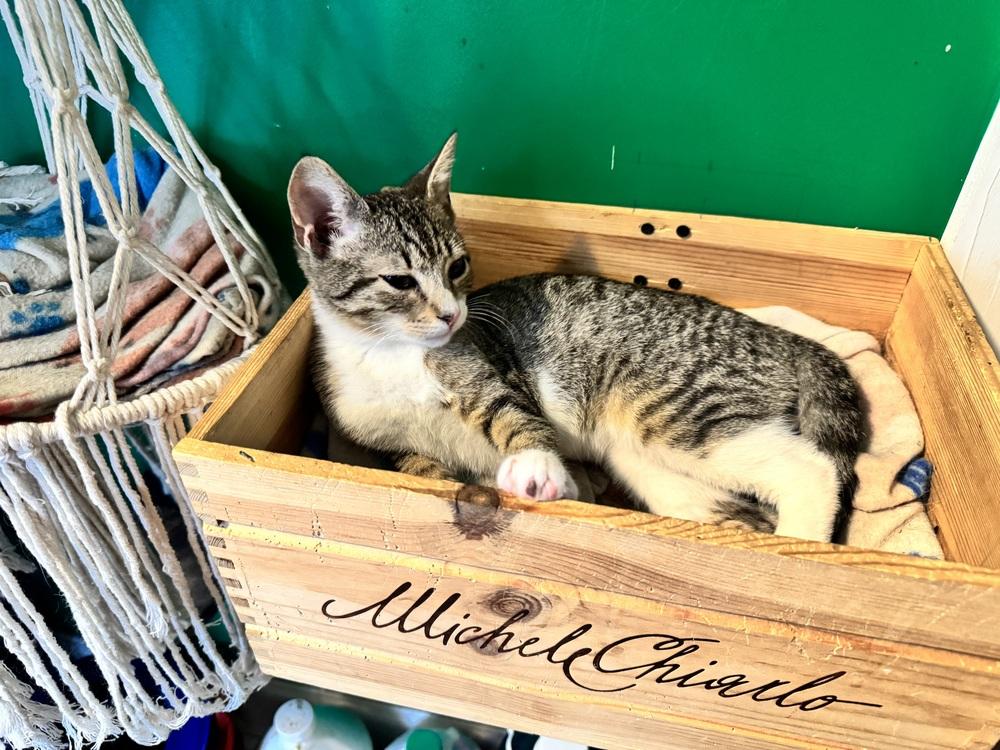 Ralph Macchio, a Adoptable Domestic Short Hair in Wilmington, NC image 2/3