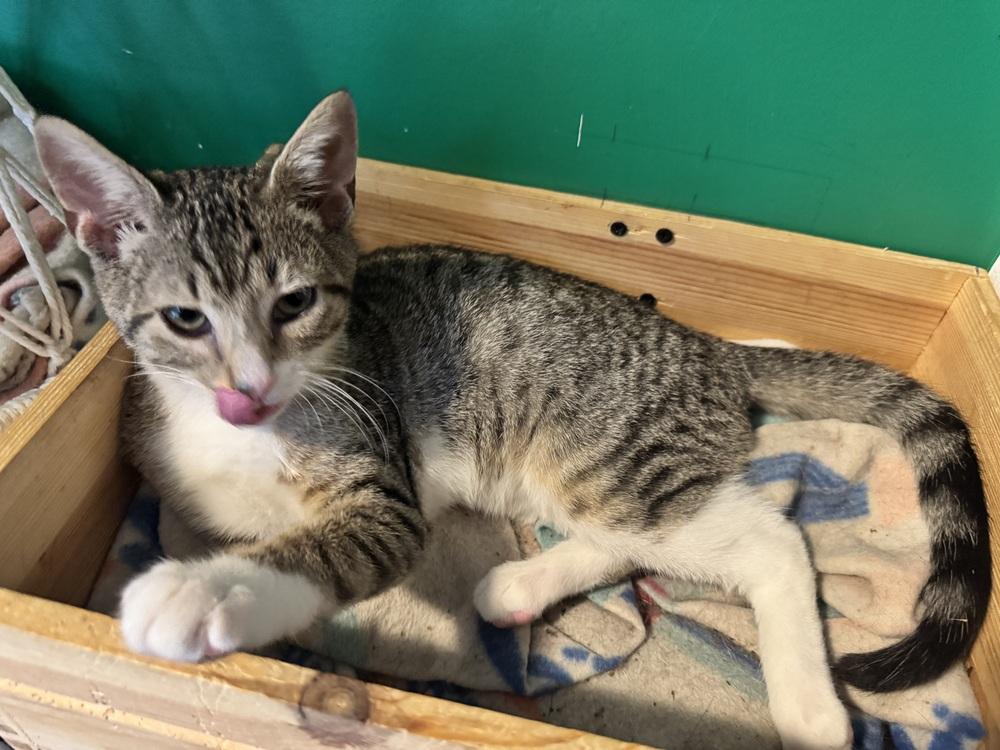 Ralph Macchio, a Adoptable Domestic Short Hair in Wilmington, NC image 3/3