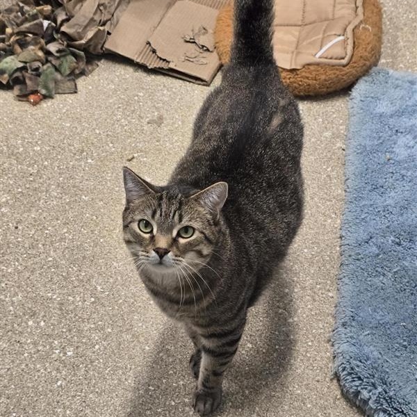 Robin, Adoptable, Adult Male Domestic Short Hair.