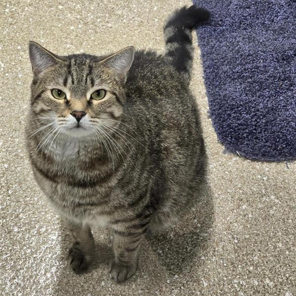 Enlarge Robin, a Adoptable Domestic Short Hair in Prince Frederick, MD image 1/6