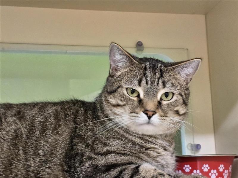 Enlarge Robin, a Adoptable Domestic Short Hair in Prince Frederick, MD image 3/6
