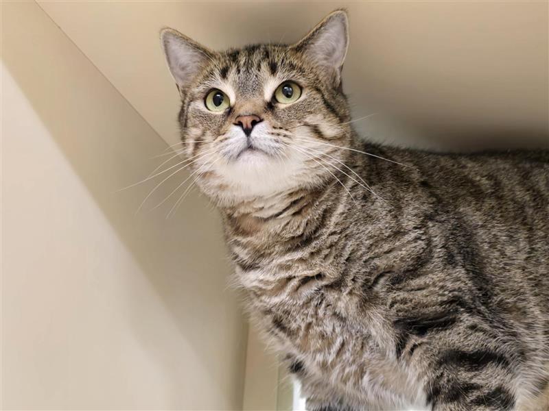 Enlarge Robin, a Adoptable Domestic Short Hair in Prince Frederick, MD image 4/6