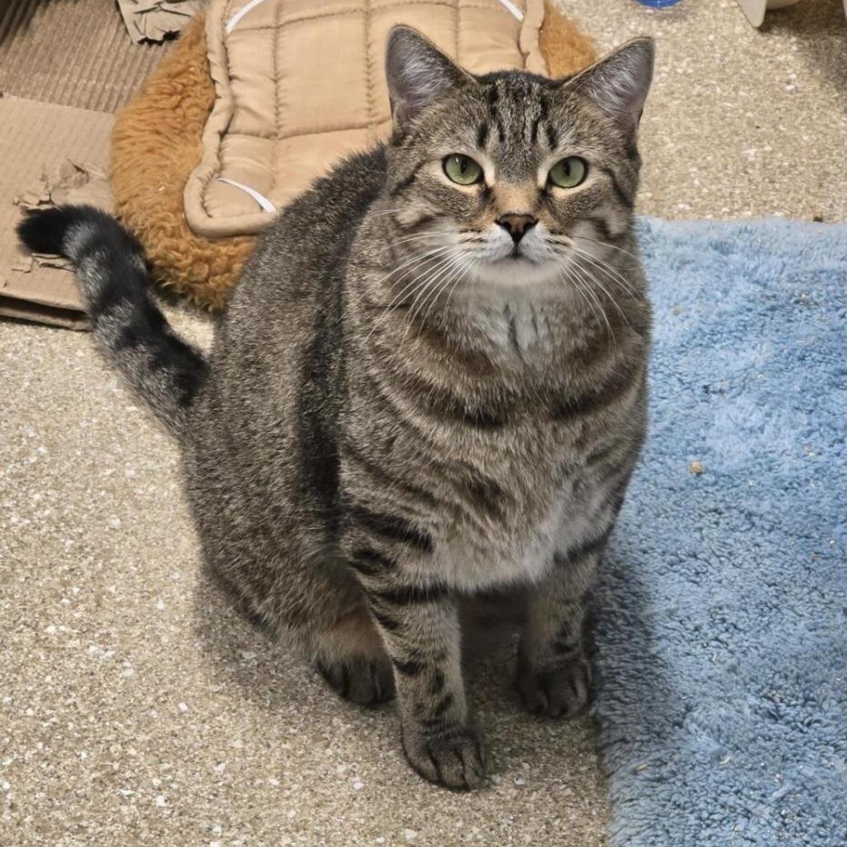 Enlarge Robin, a Adoptable Domestic Short Hair in Prince Frederick, MD image 5/6