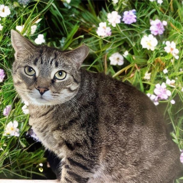 Enlarge Robin, a Adoptable Domestic Short Hair in Prince Frederick, MD image 6/6