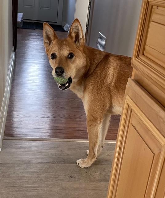 Enlarge Brody COURTESY POST, a Adoptable Jindo in West Chester, PA image 4/6