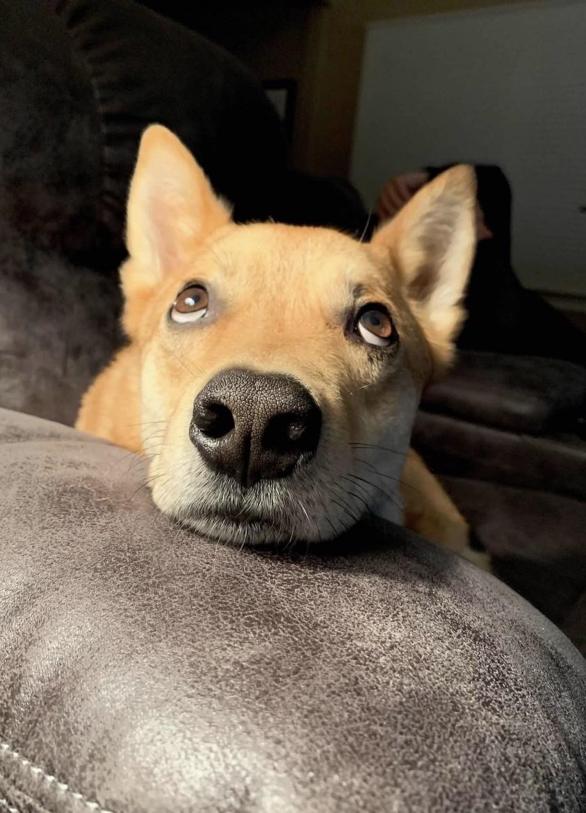 Enlarge Brody COURTESY POST, a Adoptable Jindo in West Chester, PA image 5/6