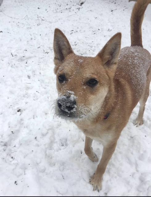 Brody COURTESY POST, an adoptable Jindo in West Chester, PA, 19380 | Photo Image 3