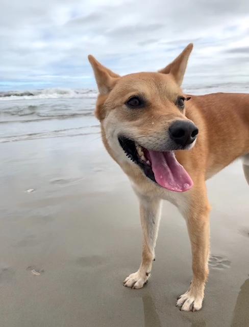 Enlarge Brody COURTESY POST, a Adoptable Jindo in West Chester, PA image 2/6