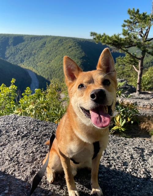 Enlarge Brody COURTESY POST, a Adoptable Jindo in West Chester, PA image 1/6