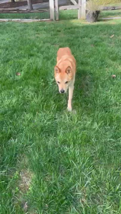 Enlarge Brody COURTESY POST, a Adoptable Jindo in West Chester, PA video 6/6