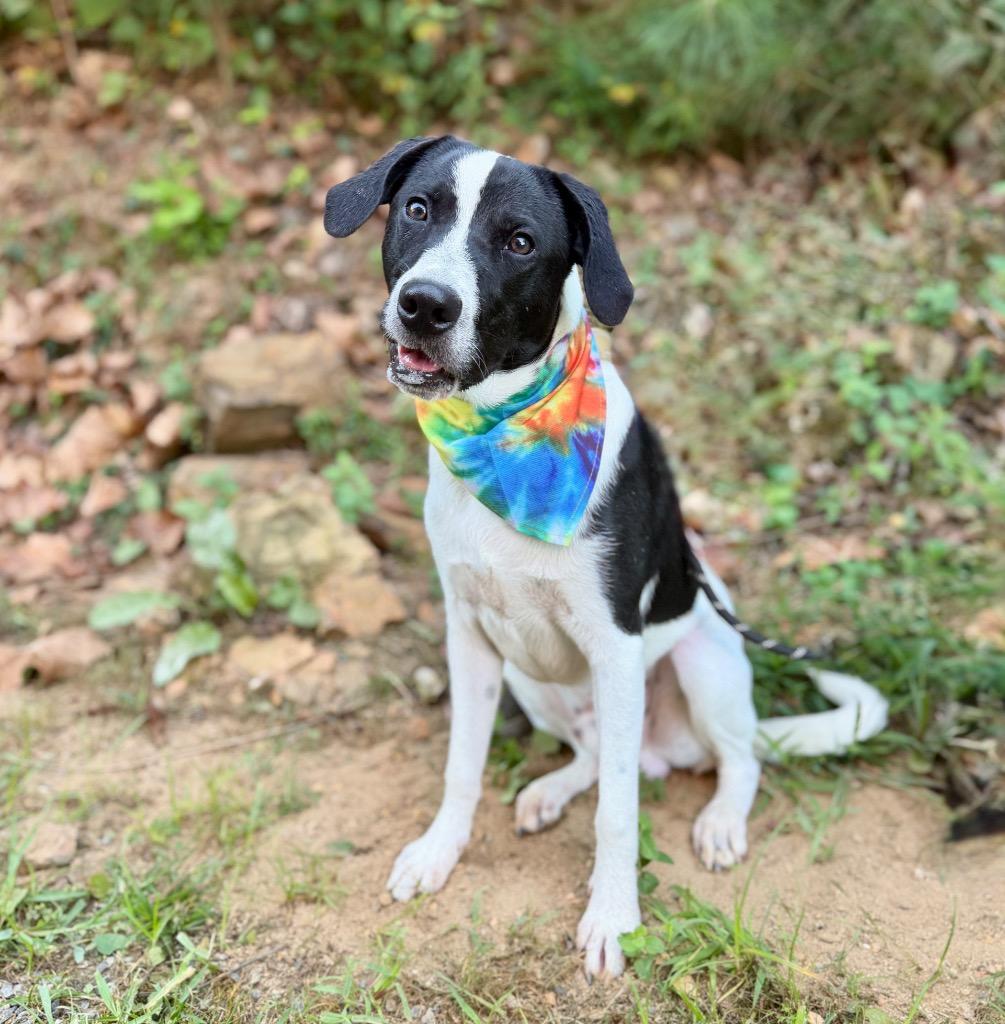 Rex, Adoptable, Puppy Male Mixed Breed.