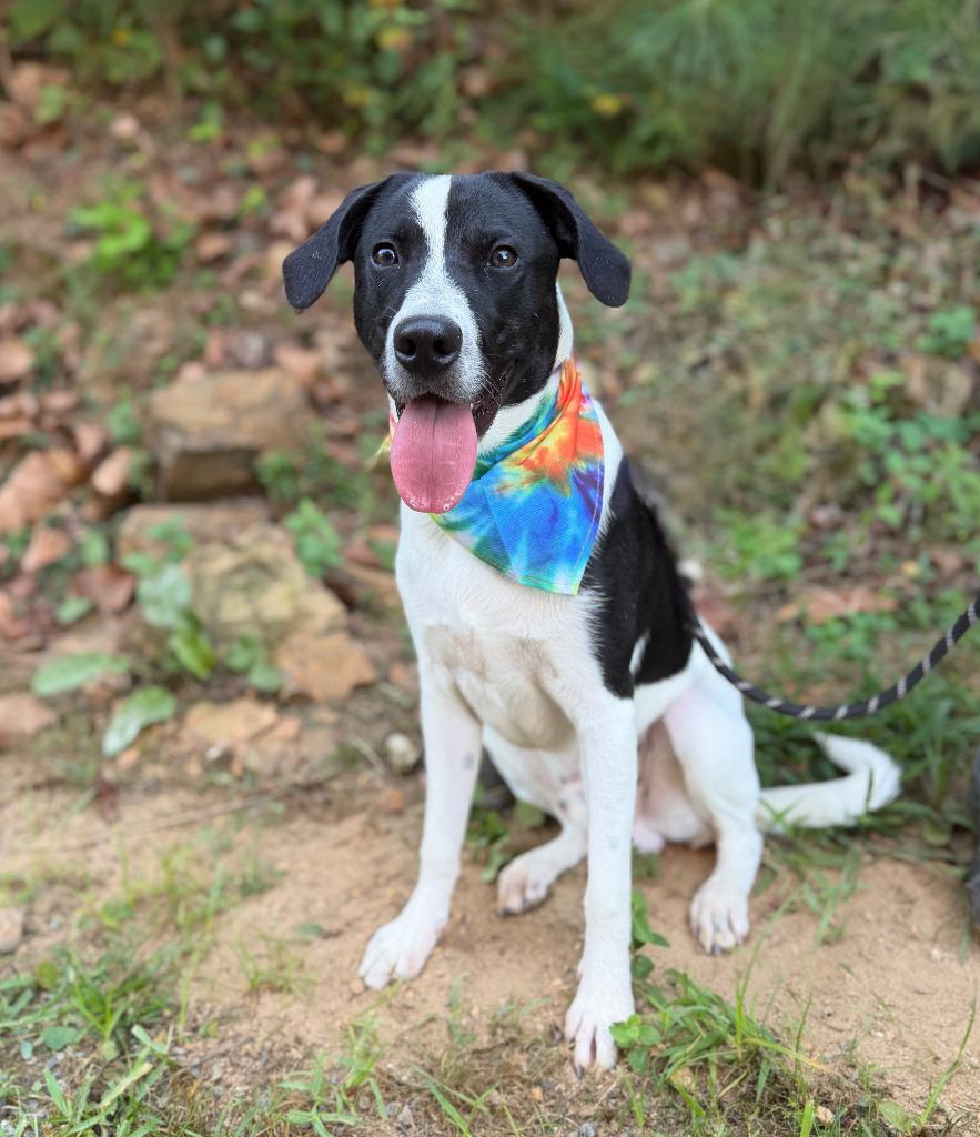 Enlarge Rex, a Adoptable mixed breed in Ellijay, GA image 2/2