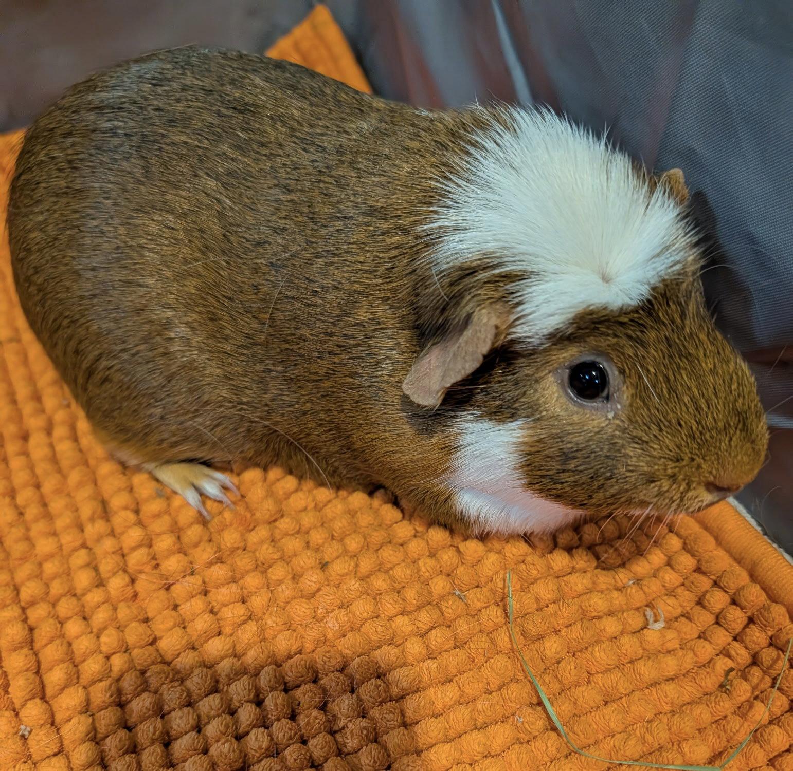 Enlarge Rick and Morty, a Adoptable Guinea Pig in Aurora, IL image 1/3