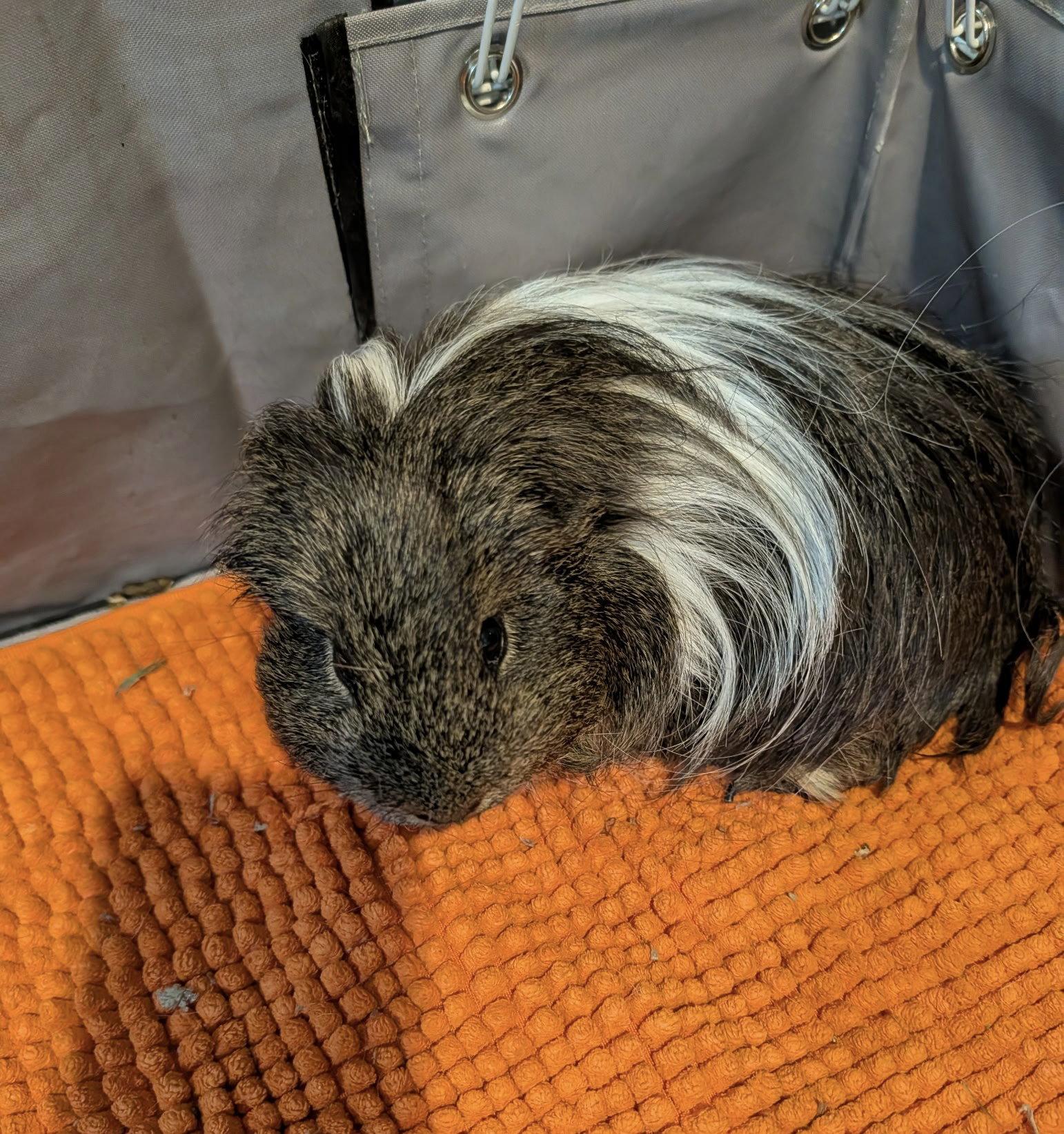 Enlarge Rick and Morty, a Adoptable Guinea Pig in Aurora, IL image 2/3