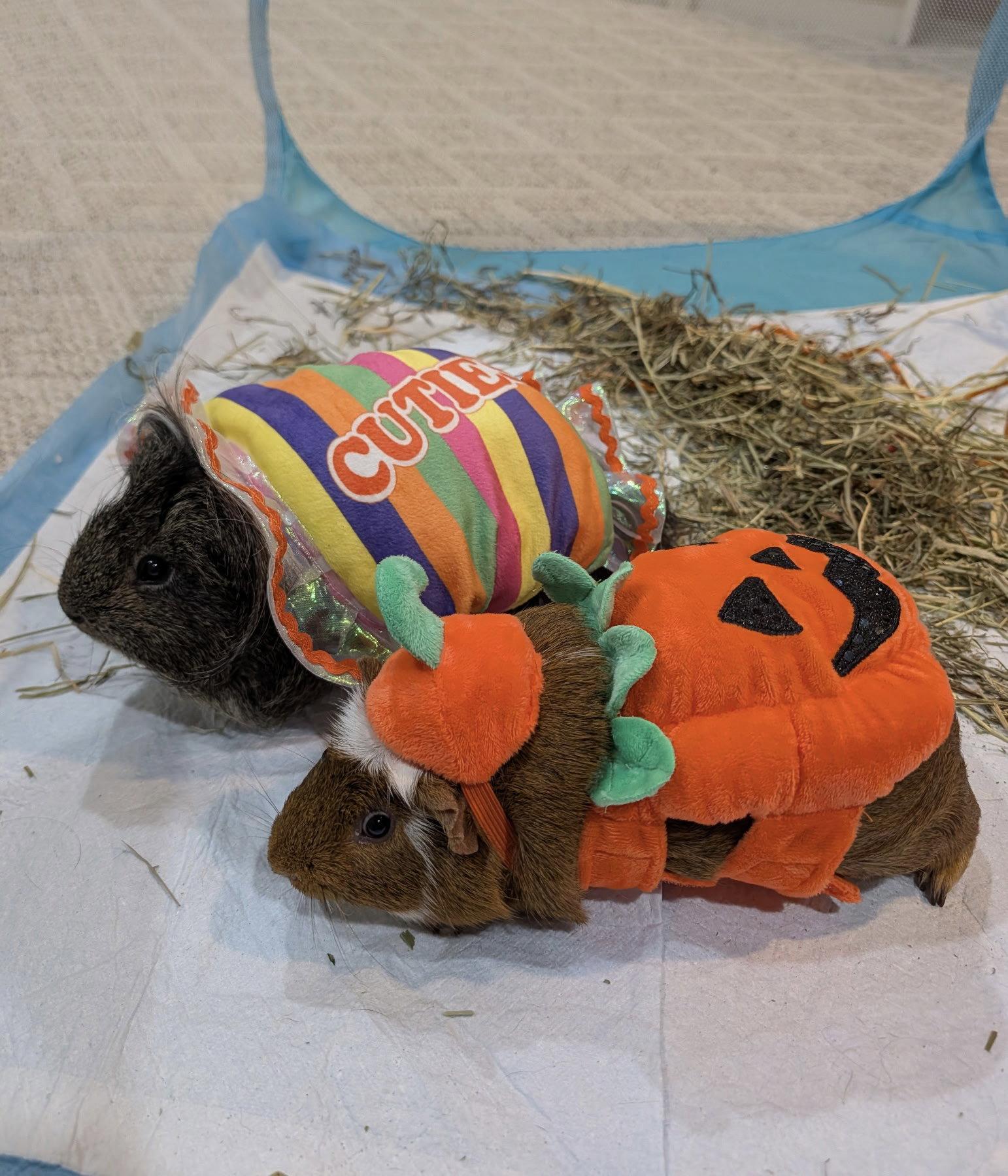 Enlarge Rick and Morty, a Adoptable Guinea Pig in Aurora, IL image 3/3