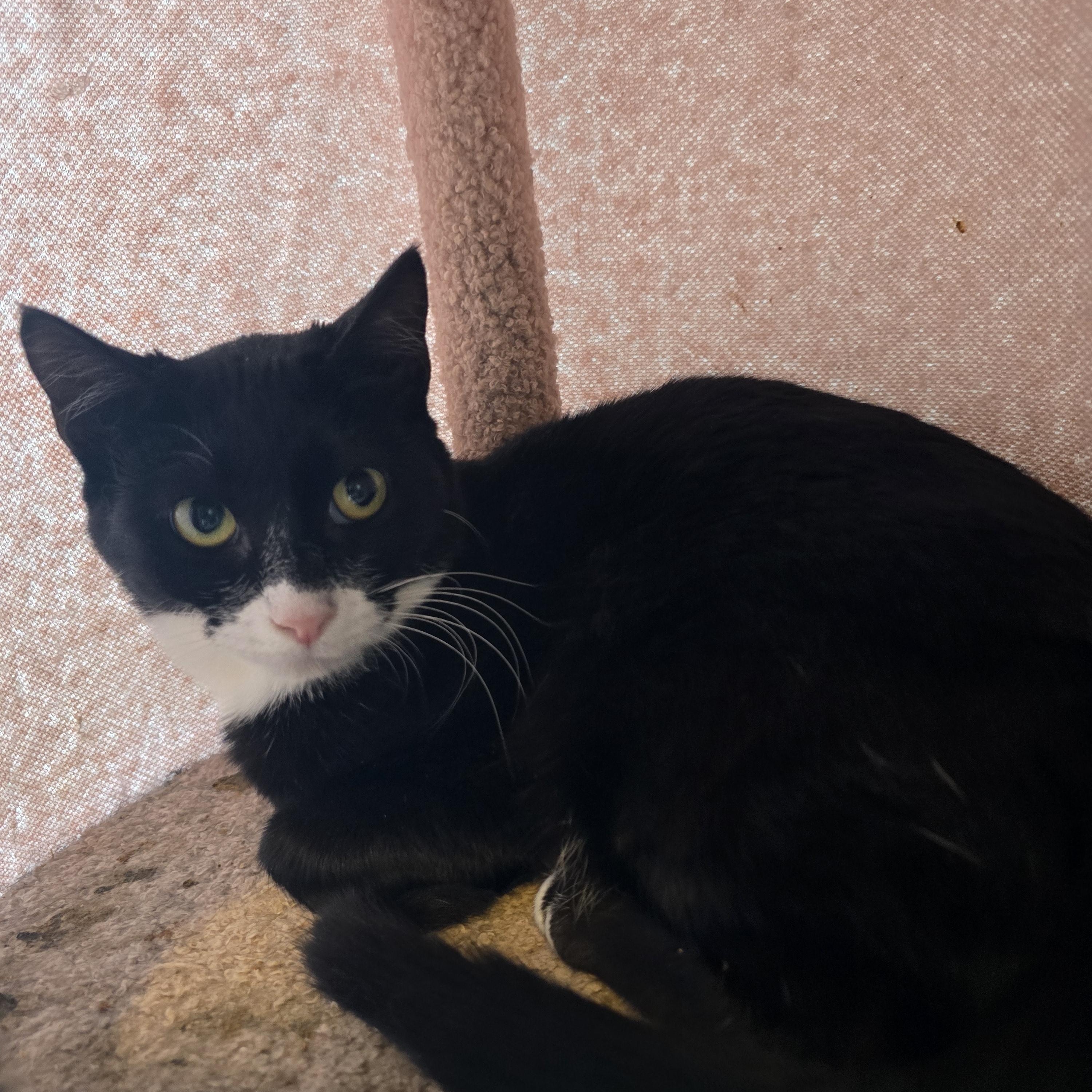 Enlarge Artemis, an adoptable Domestic Short Hair in Lacey, WA image 3/4