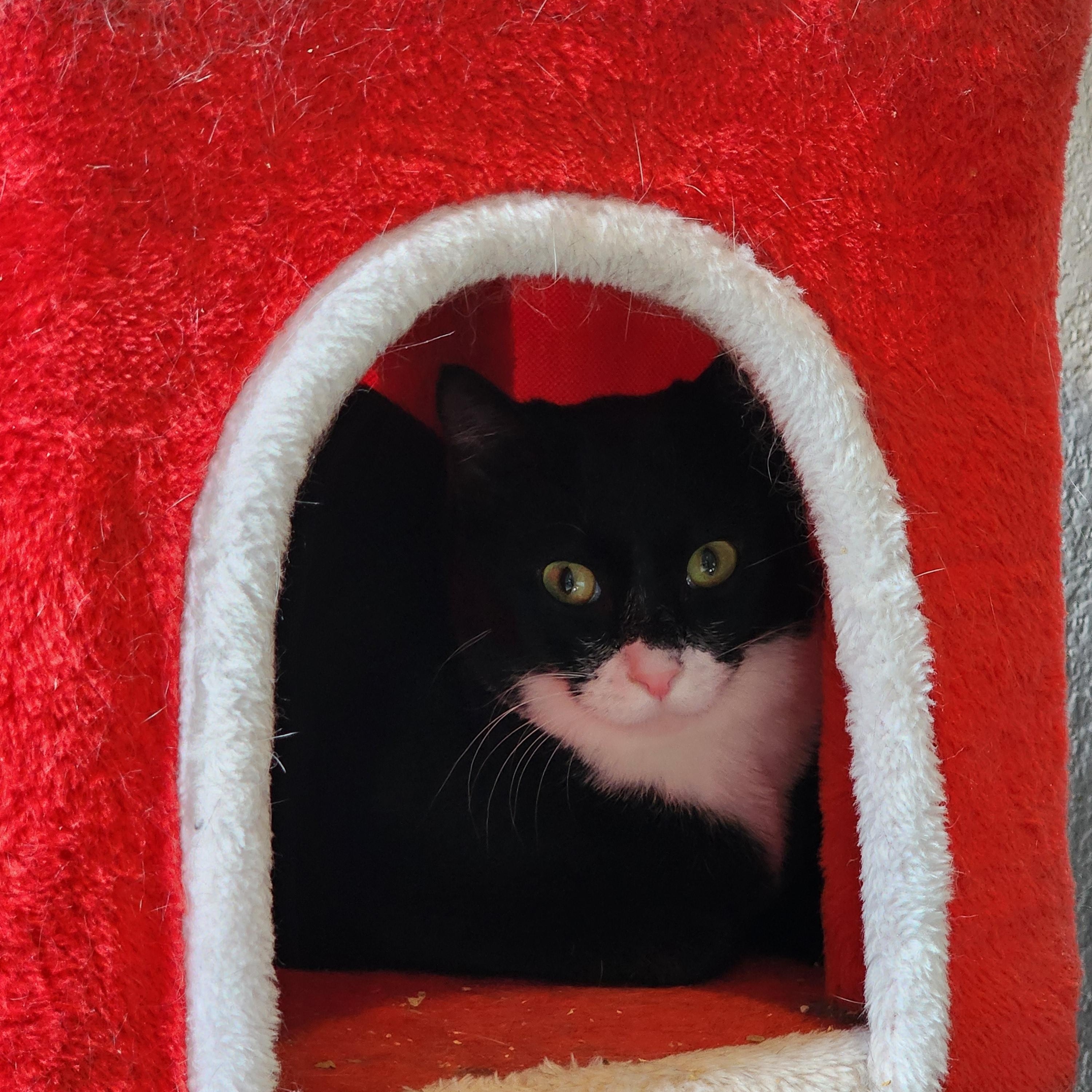 Enlarge Artemis, an adoptable Domestic Short Hair in Lacey, WA image 4/4
