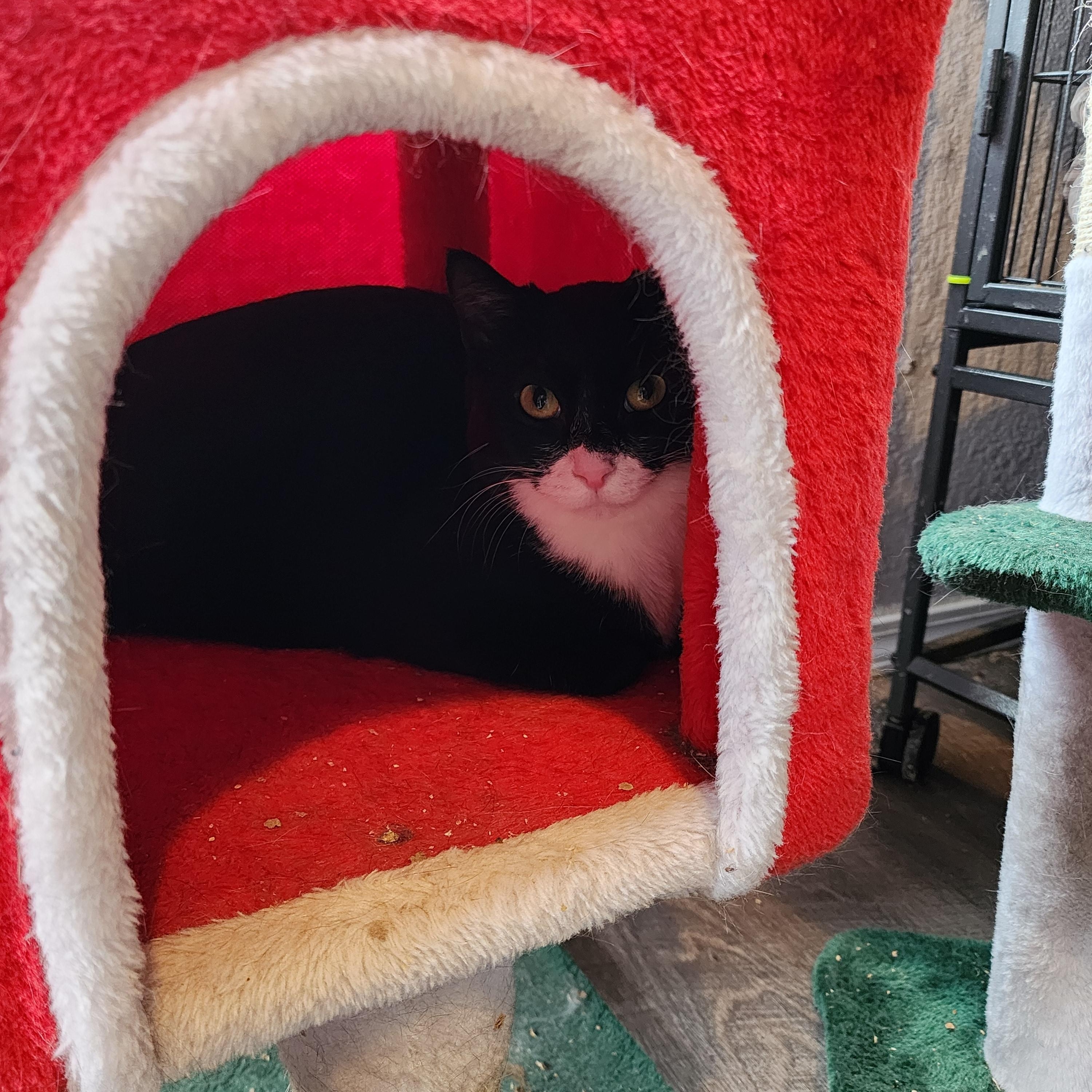 Enlarge Artemis, an adoptable Domestic Short Hair in Lacey, WA image 2/4