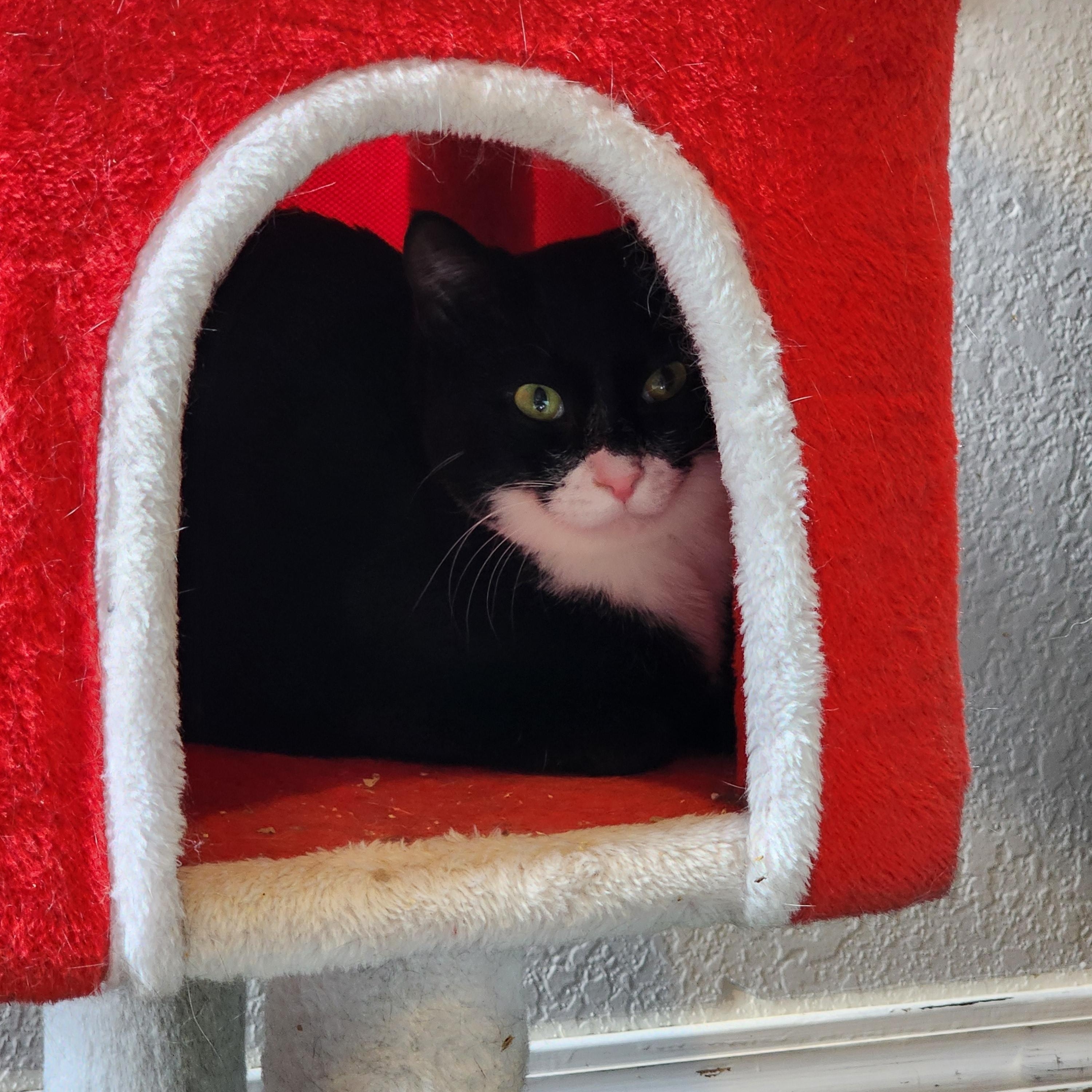 Artemis, adoptable, Kitten Female Domestic Short Hair.