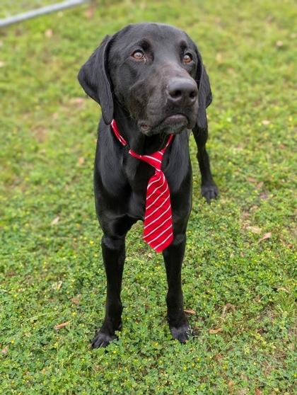 Abel, Adoptable, Adult Male Mixed Breed & Mixed Breed.
