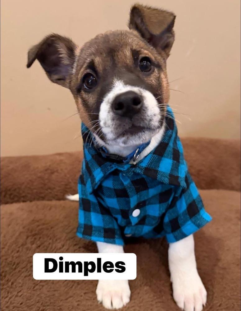 Enlarge Dimple, a Adoptable mixed breed in Scranton, PA image 1/1