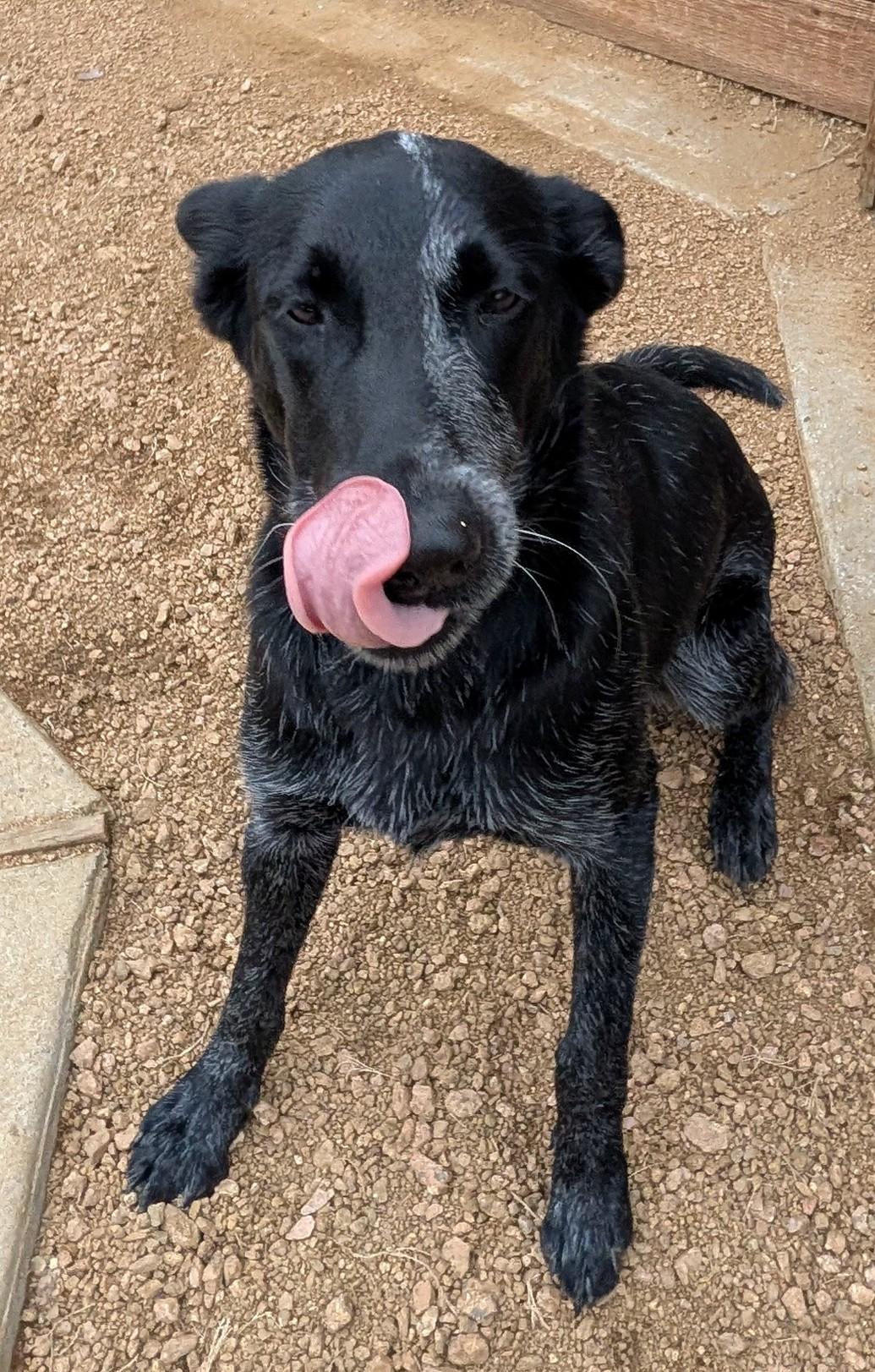 Enlarge Roxy A212944, an adopted mixed breed in Plano, TX image 2/6