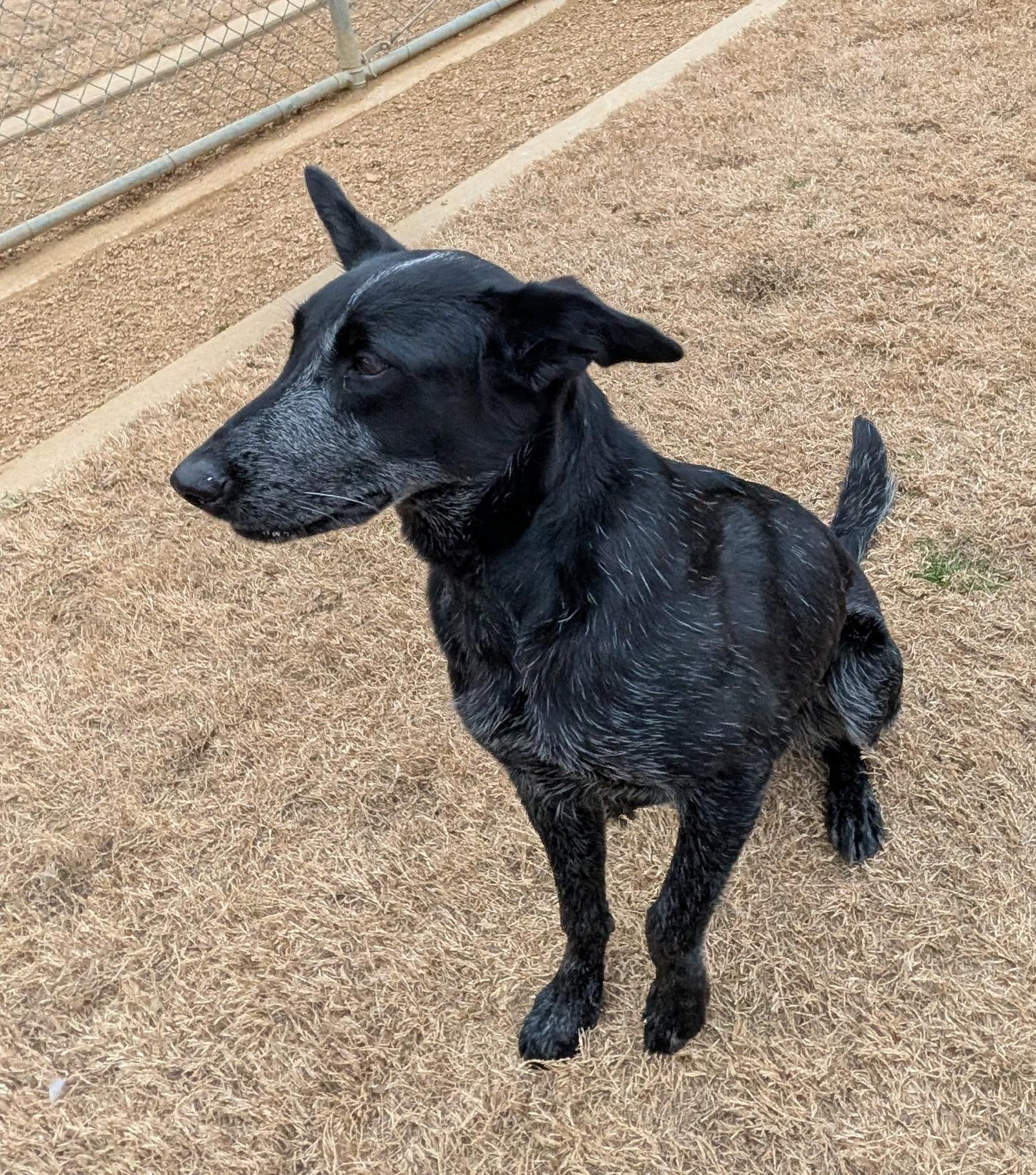 Enlarge Roxy A212944, an adopted mixed breed in Plano, TX image 4/6