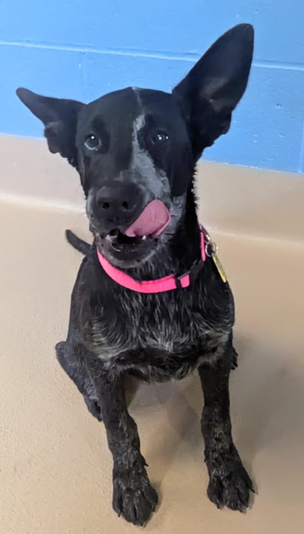 Enlarge Roxy A212944, an adopted mixed breed in Plano, TX image 6/6