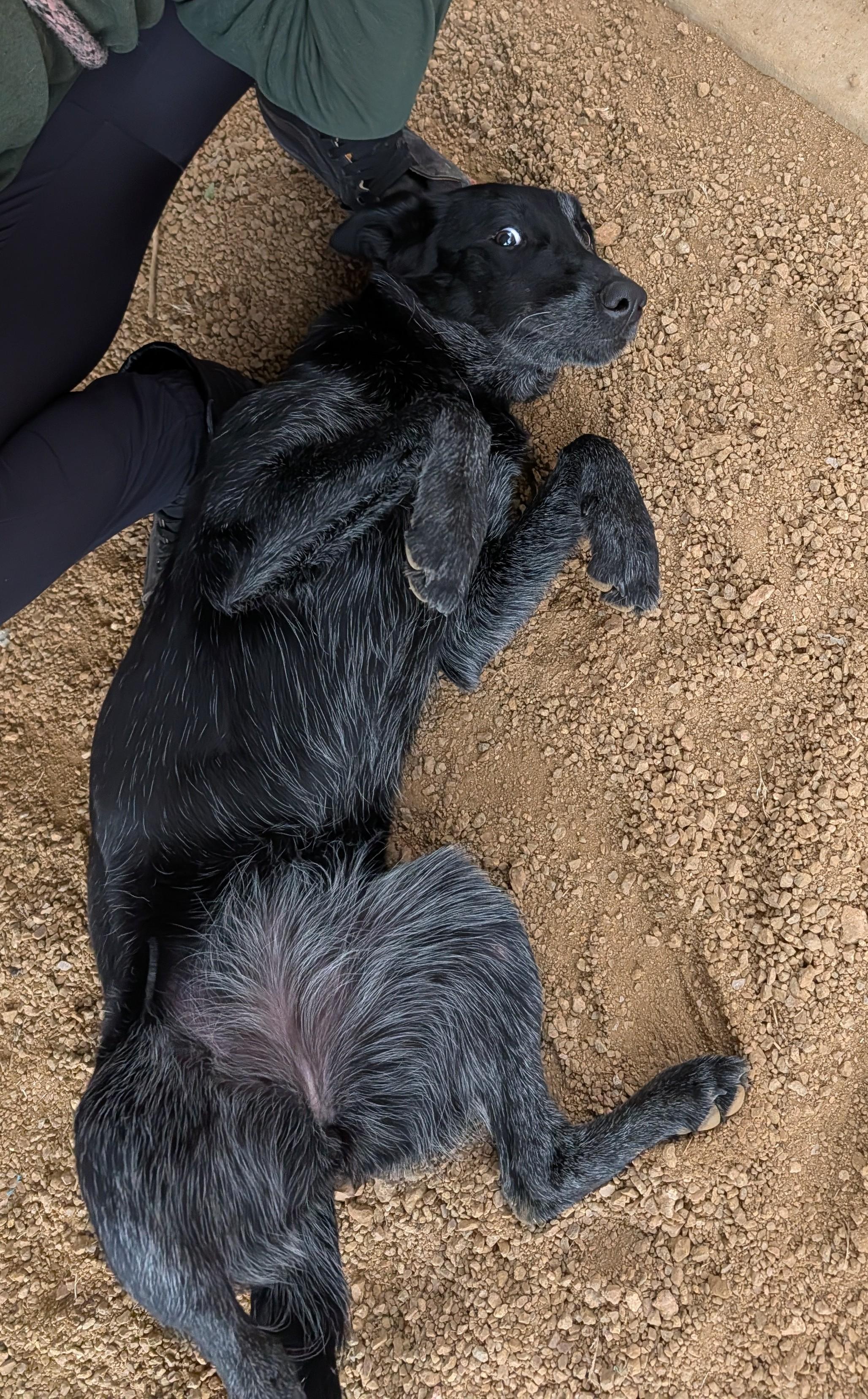 Enlarge Roxy A212944, an adopted mixed breed in Plano, TX image 5/6