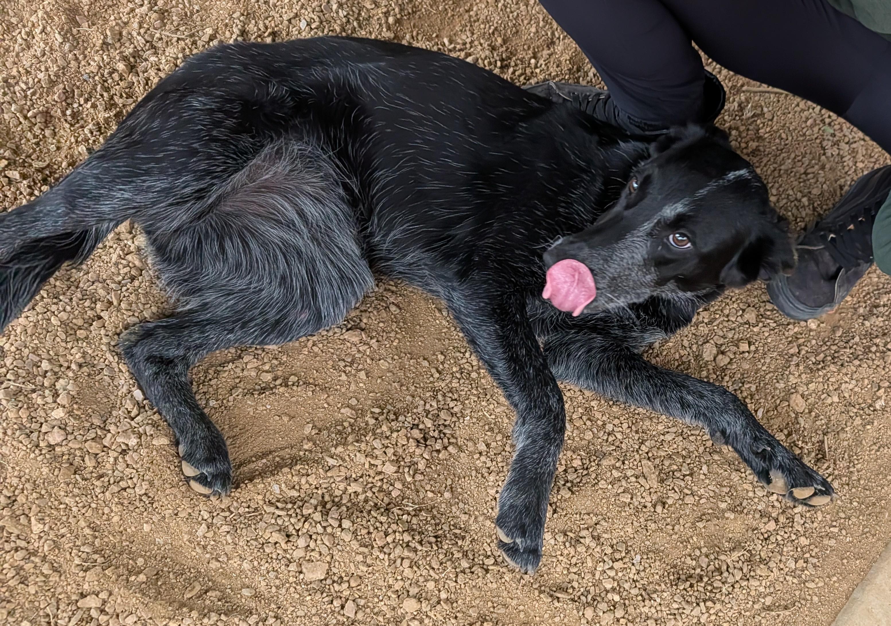 Enlarge Roxy A212944, an adopted mixed breed in Plano, TX image 3/6