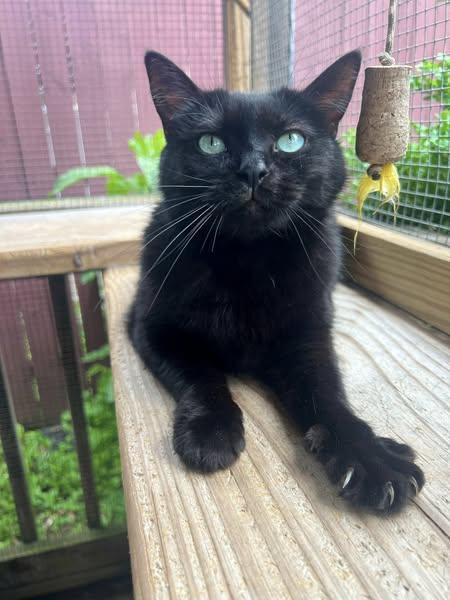CHECKERSPOT BUTTERFLY, an adoptable Domestic Short Hair in Delhi, NY, 13753 | Photo Image 1