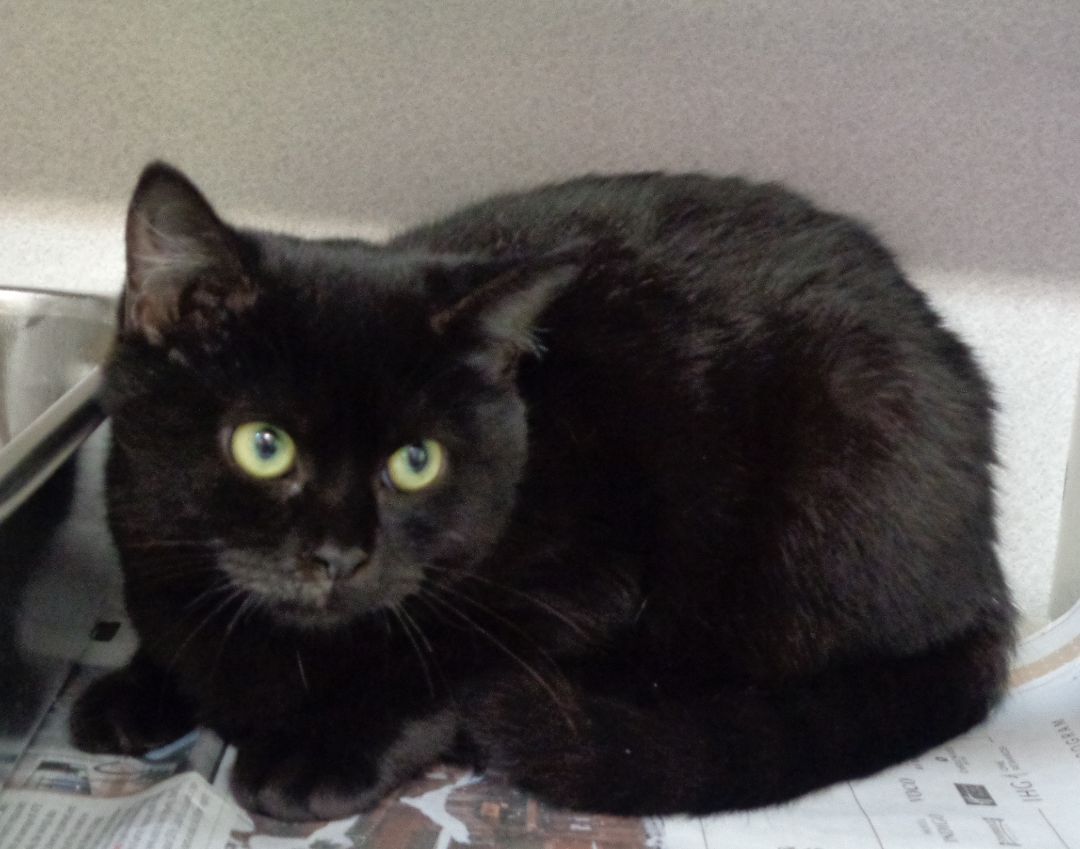 CHECKERSPOT BUTTERFLY, an adoptable Domestic Short Hair in Delhi, NY, 13753 | Photo Image 4