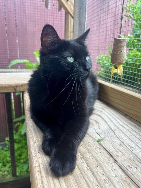 CHECKERSPOT BUTTERFLY, an adoptable Domestic Short Hair in Delhi, NY, 13753 | Photo Image 2