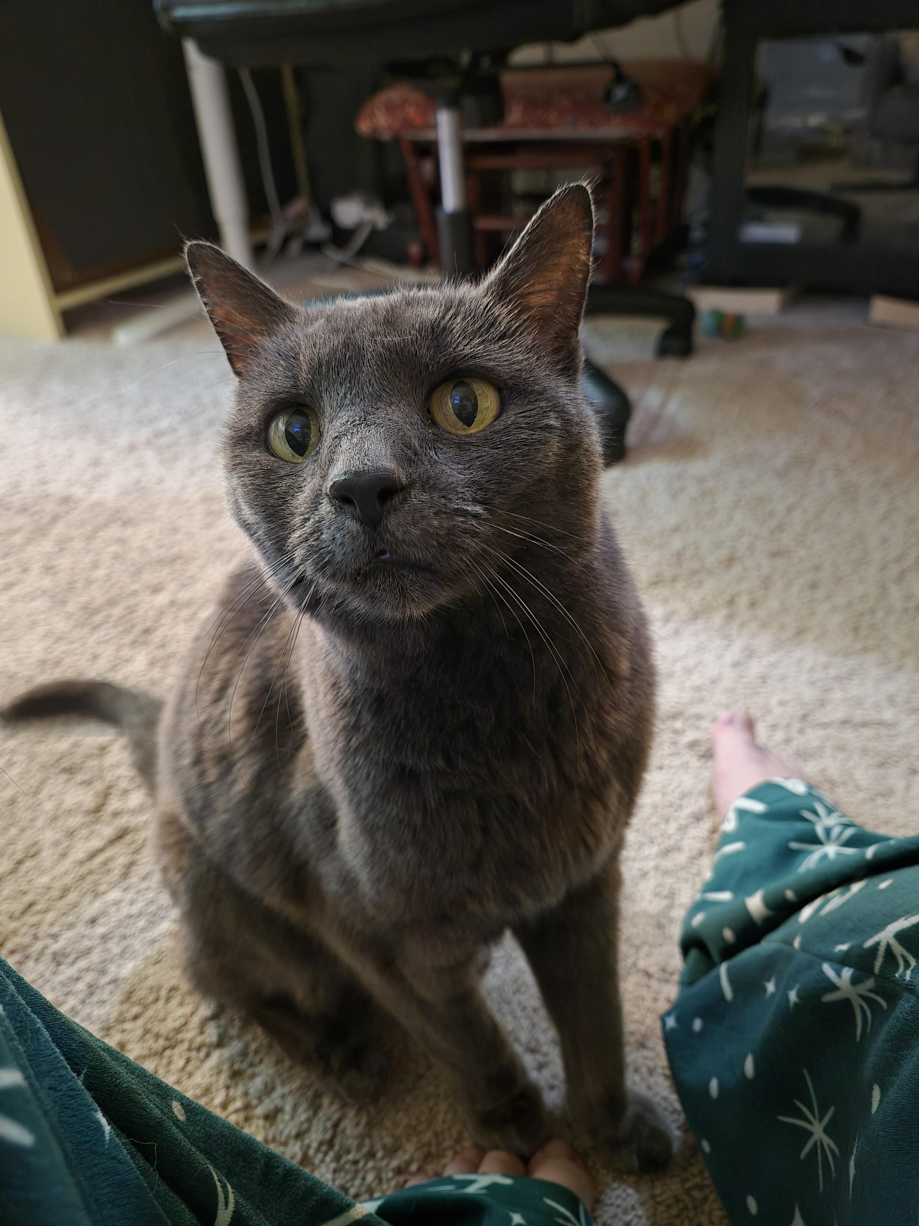 Rosemary, Adoptable, Senior Female Domestic Short Hair.