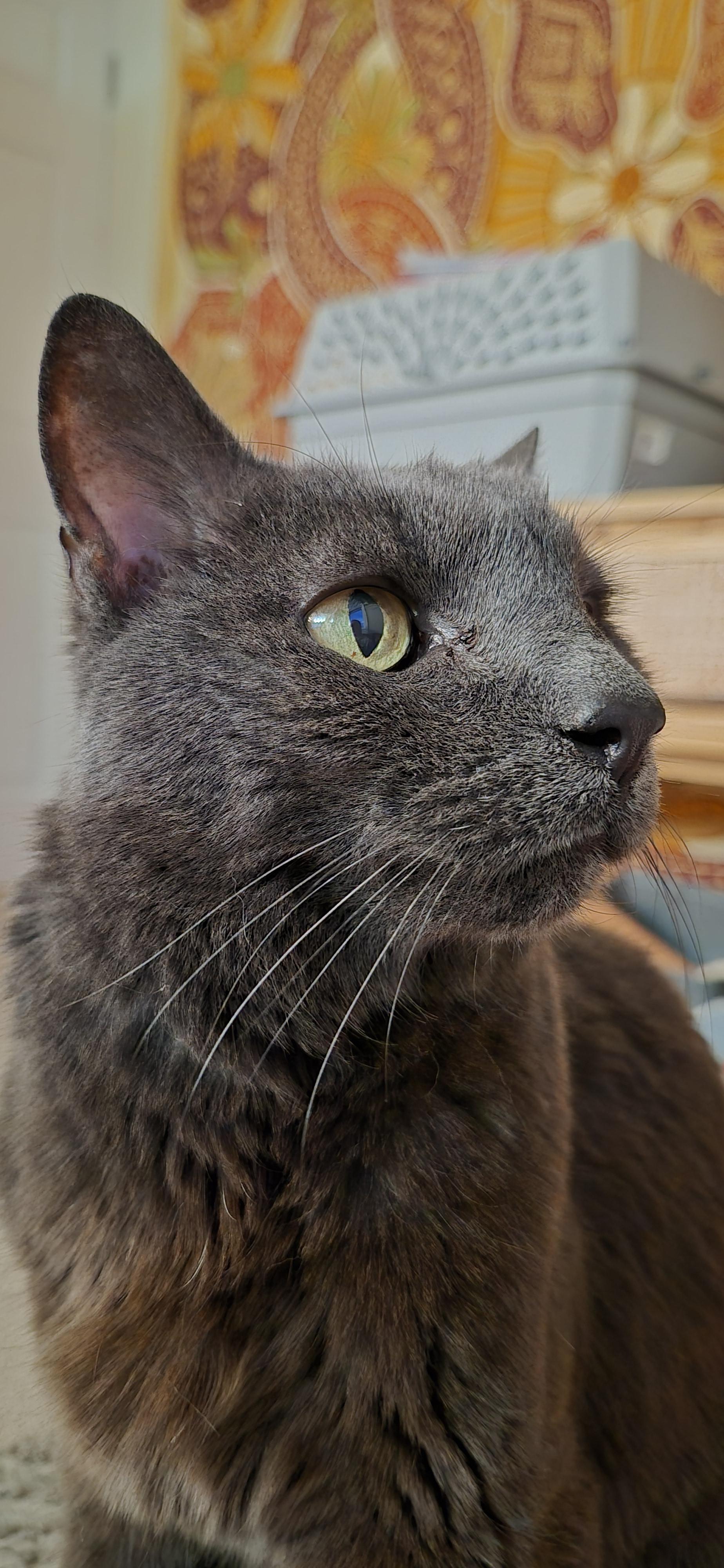 Enlarge Rosemary, a Adoptable Domestic Short Hair in Bethel Park, PA image 2/3