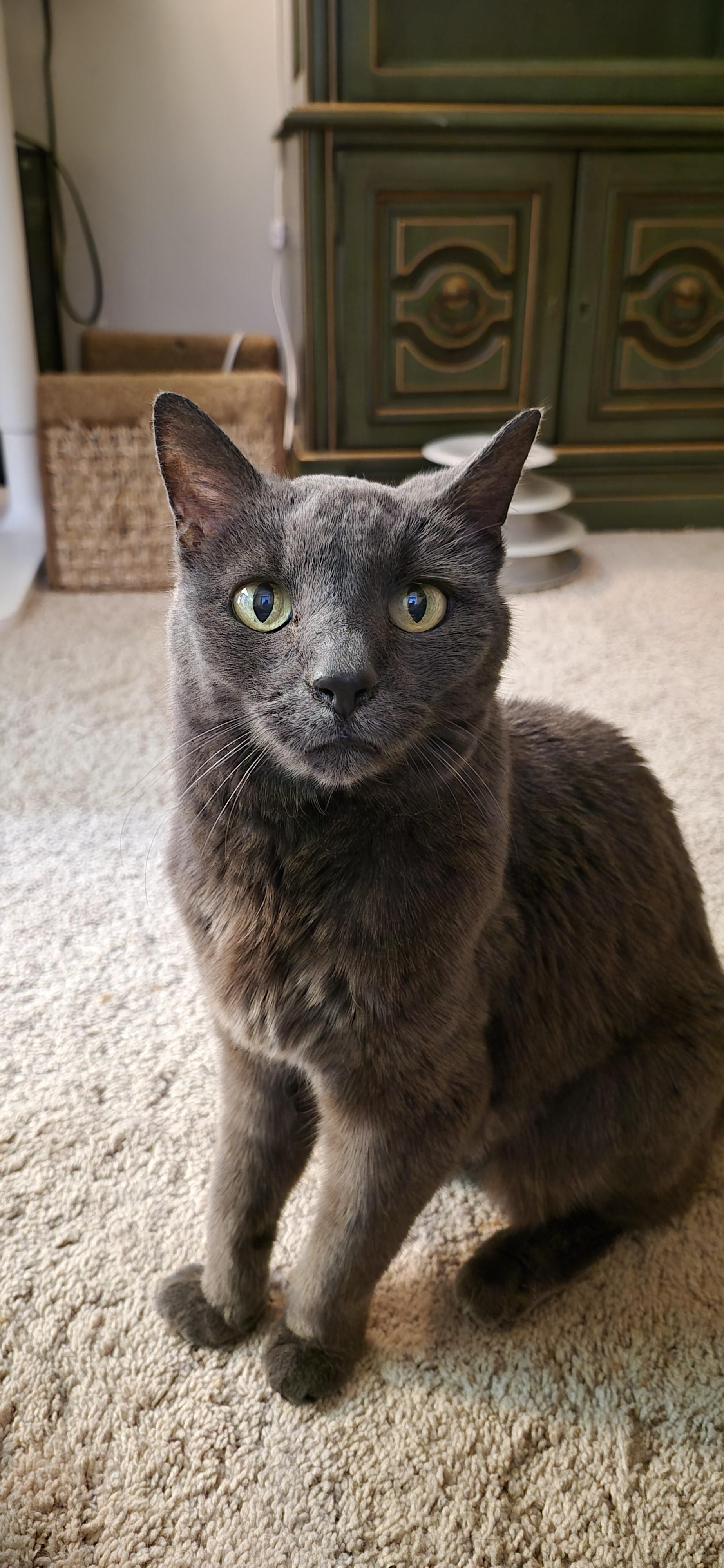 Enlarge Rosemary, a Adoptable Domestic Short Hair in Bethel Park, PA image 3/3