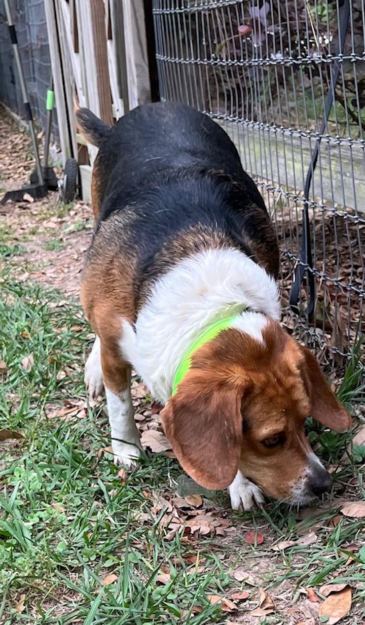 Enlarge Brinkley, a ADOPTABLE Beagle in Tomball, TX image 5/6