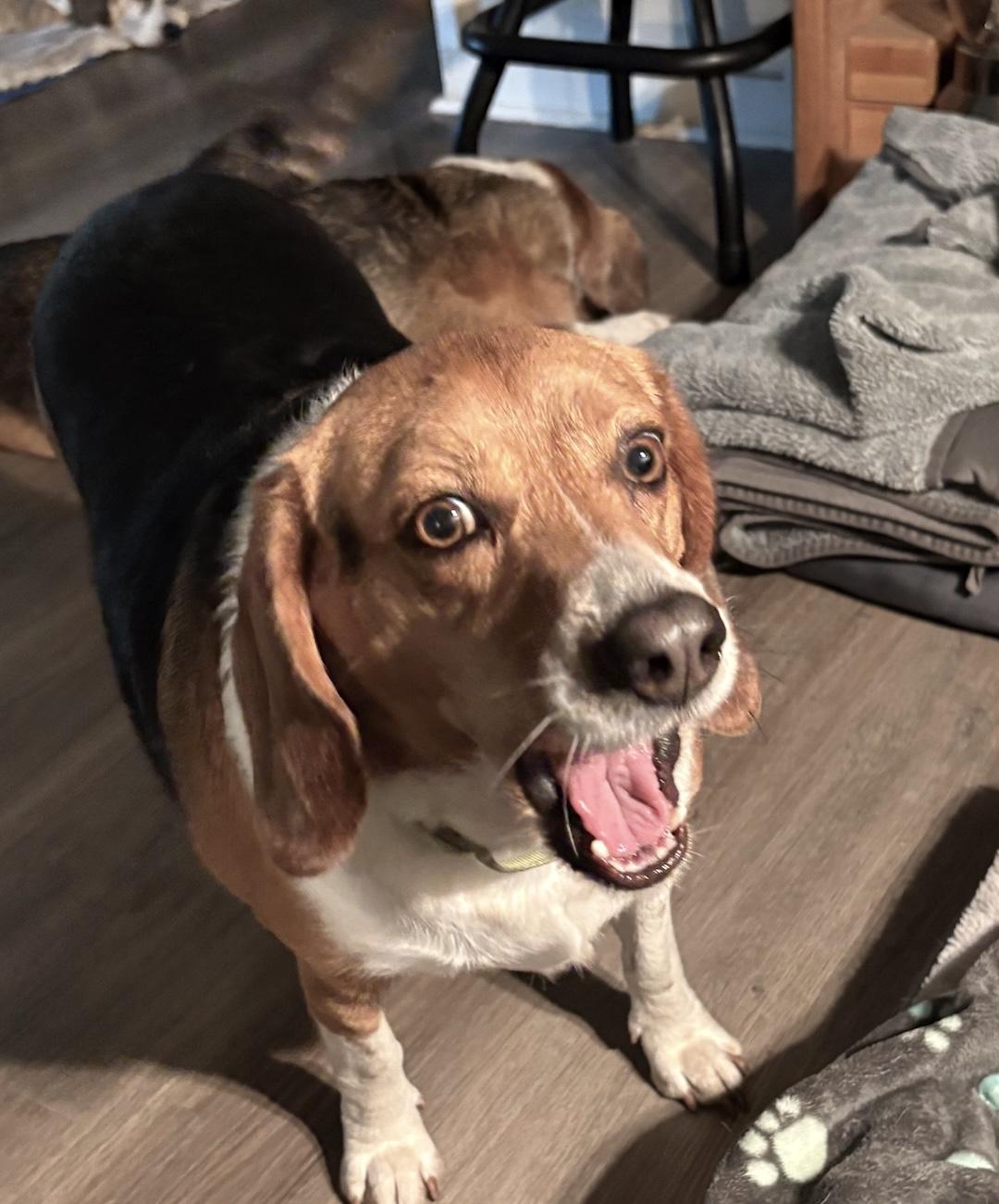 Enlarge Brinkley, a ADOPTABLE Beagle in Tomball, TX image 6/6