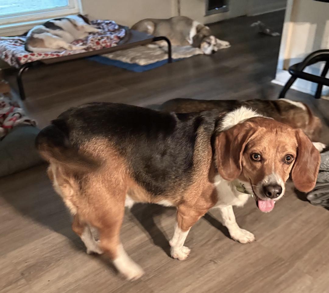 Enlarge Brinkley, a ADOPTABLE Beagle in Tomball, TX image 2/6
