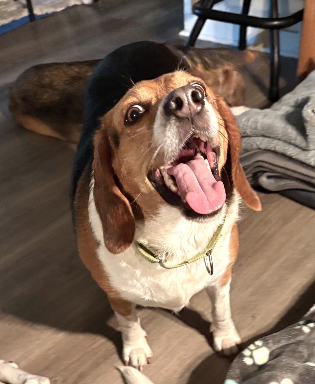 Brinkley, ADOPTABLE, Adult Male Beagle.
