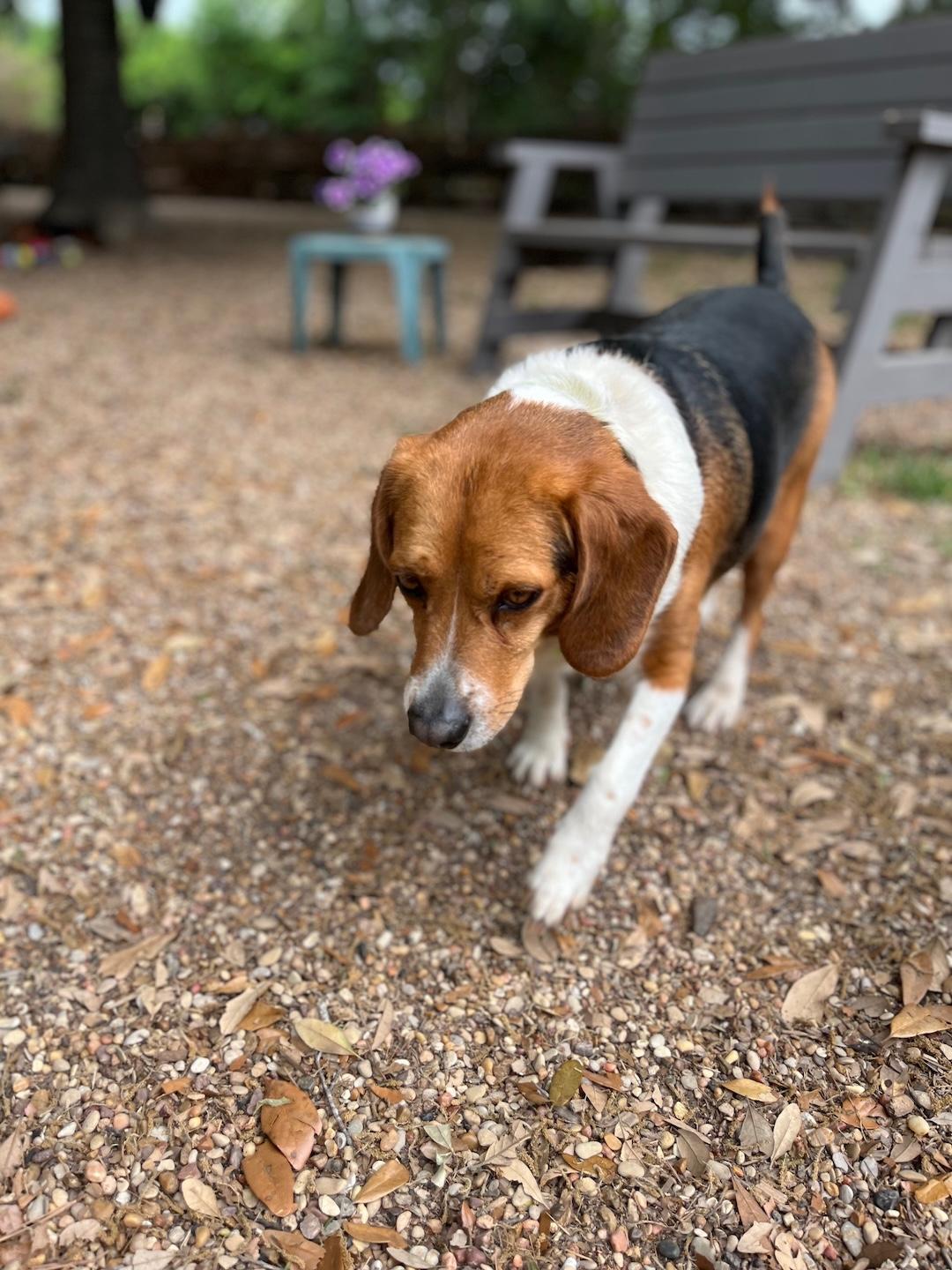 Enlarge Brinkley, a ADOPTABLE Beagle in Tomball, TX image 3/6