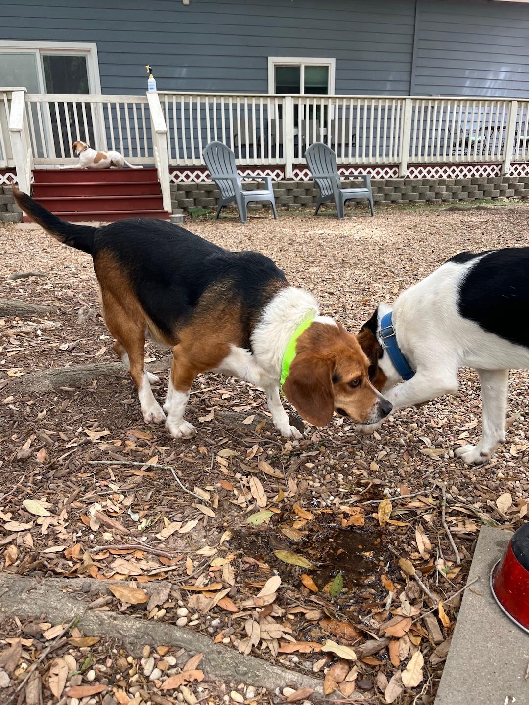 Enlarge Brinkley, a ADOPTABLE Beagle in Tomball, TX image 4/6