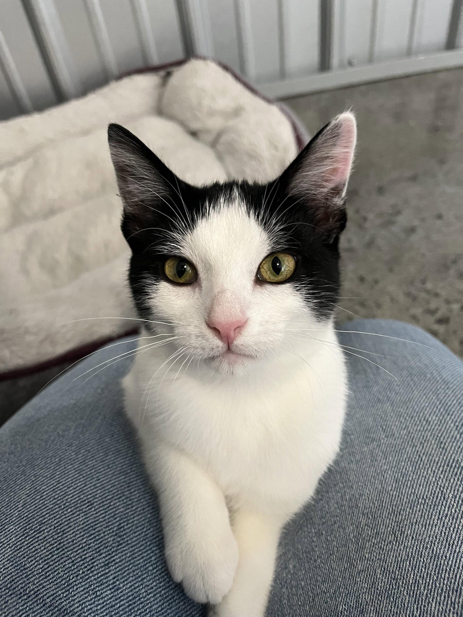 Annie, Adoptable, Young Female Domestic Short Hair.