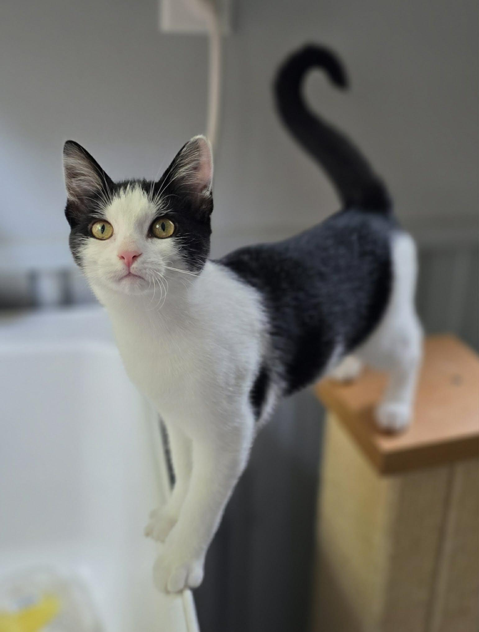 Enlarge Annie, a Adoptable Domestic Short Hair in Woodsfield, OH image 2/3