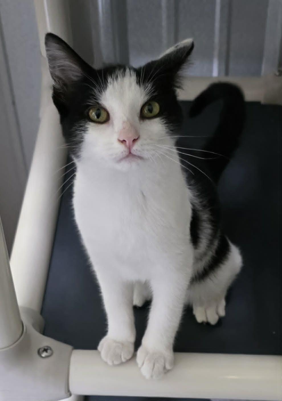Enlarge Annie, a Adoptable Domestic Short Hair in Woodsfield, OH image 3/3
