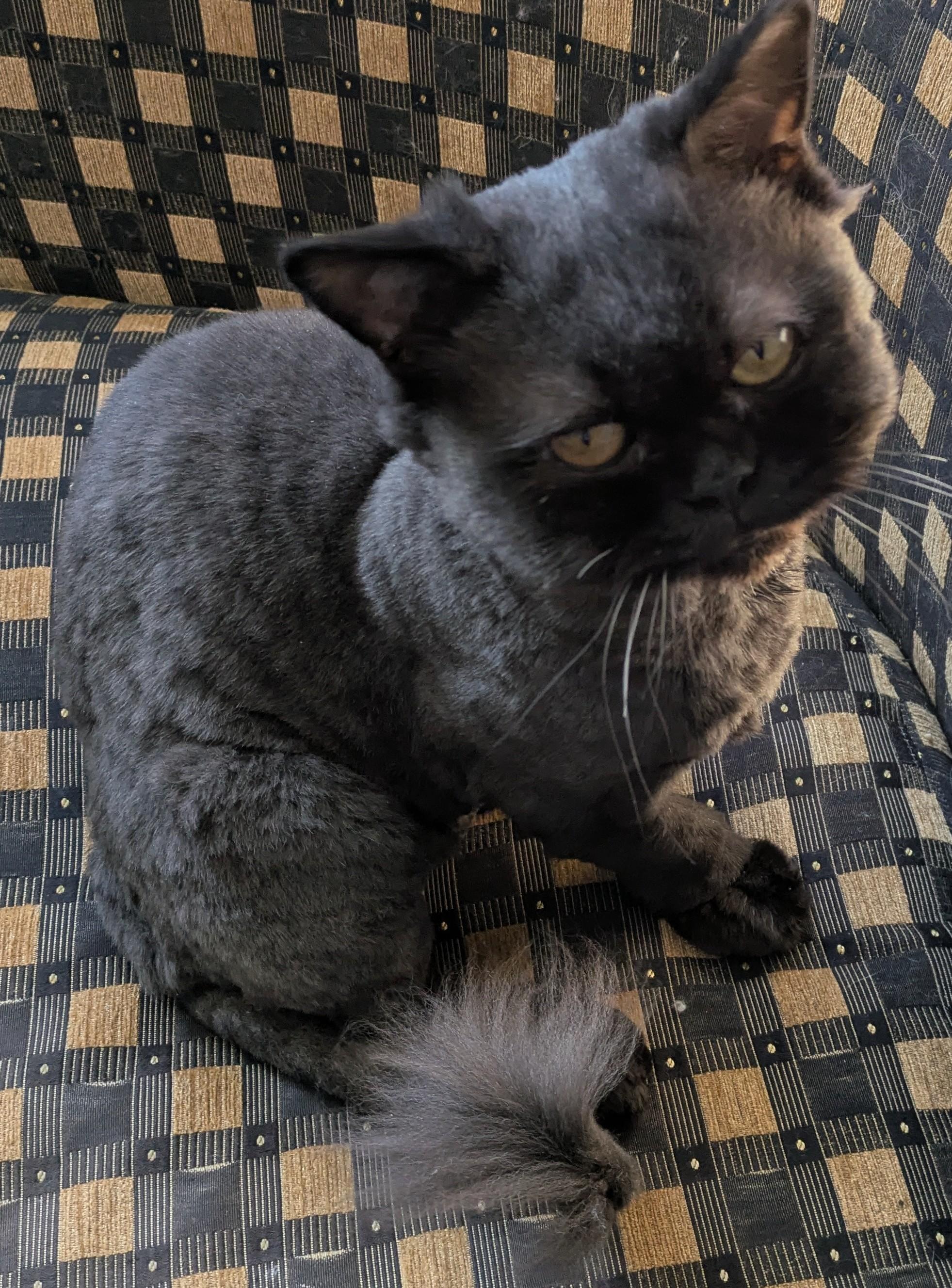 FOREST, an adoptable mixed breed in Mequon, WI image 4/5