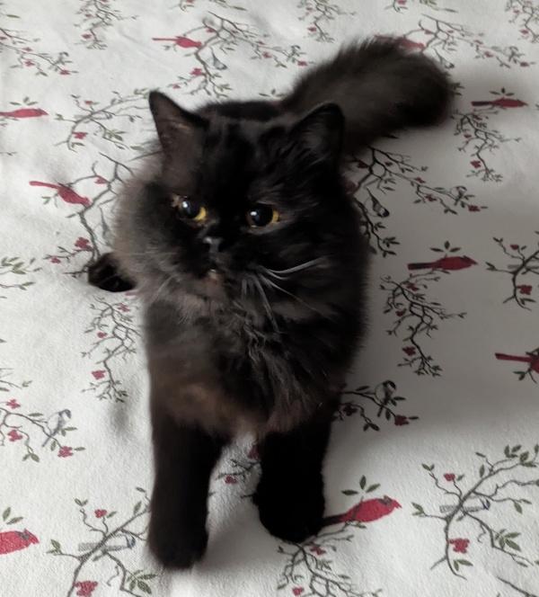 FOREST, an adoptable mixed breed in Mequon, WI image 5/5